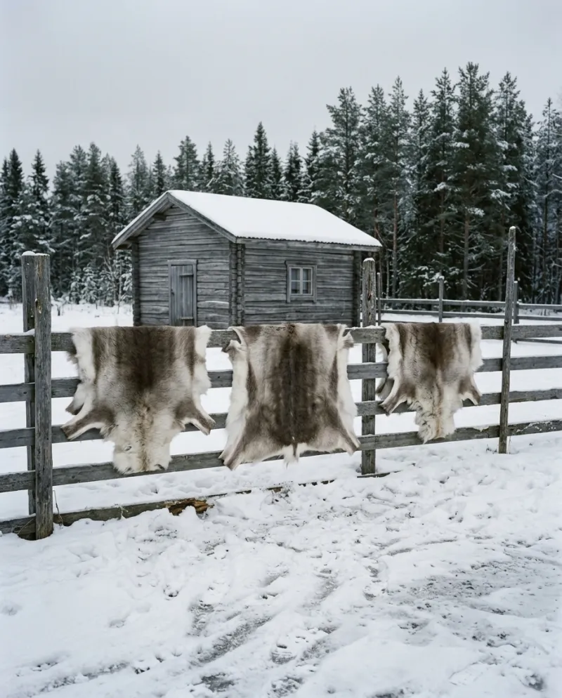 Reindeer hides on a wooden fence beside an old log storehouse in a snowy Lapland forest